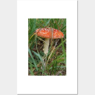 Fungi - Adelaide Hills - Fleurieu Peninsula by South Australian artist Avril Thomas Posters and Art